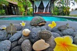 10 Lbs 2 - 3'' Black Grey Premium Pebbles Lava Rock Natural Tumbled Stones For Indoor Outdoor Gas Fire Pit, Fireplaces, Garden Landscaping Decoration 12 10 Lbs 2 - 3'' Black Grey Premium Pebbles Lava Rock Natural Tumbled Stones For Indoor Outdoor Gas Fire Pit, Fireplaces, Garden Landscaping Decoration -Cheap Grill Store 71fL q8cagL. AC SL1024 11e493e0 8312 4373 85a3 cd9dbaf3acc5