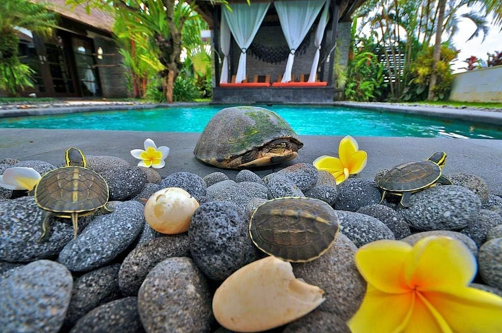 10 Lbs 2 - 3'' Black Grey Premium Pebbles Lava Rock Natural Tumbled Stones For Indoor Outdoor Gas Fire Pit, Fireplaces, Garden Landscaping Decoration 6 10 Lbs 2 - 3'' Black Grey Premium Pebbles Lava Rock Natural Tumbled Stones For Indoor Outdoor Gas Fire Pit, Fireplaces, Garden Landscaping Decoration - Image 4