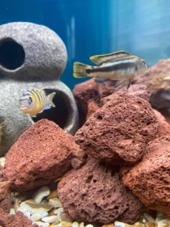 Red Premium Lava Rock 9 Pounds 2-5'' Volcanic Lava Stones For Indoor Outdoor Fire Pits Fireplaces Gas Grill And Landscaping -Cheap Grill Store 71yQhykbgoS. AC SL1500