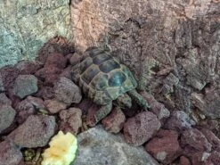 Red Premium Lava Rock 9 Pounds 2-5'' Volcanic Lava Stones For Indoor Outdoor Fire Pits Fireplaces Gas Grill And Landscaping -Cheap Grill Store 91QPrdoSOVL. AC SL1500